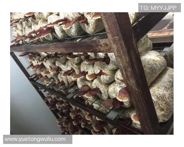 足球明星祝贺语句大全激励你我共庆胜利与梦想成真